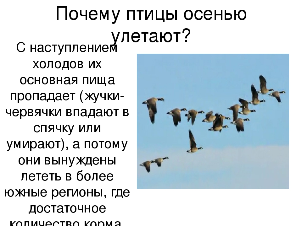 Почему осенью улетают птицы. почему птицы улетают на юг? как объяснить малышу