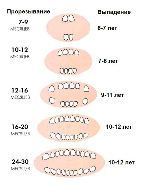 Как вылазят зубы у детей очередность фото