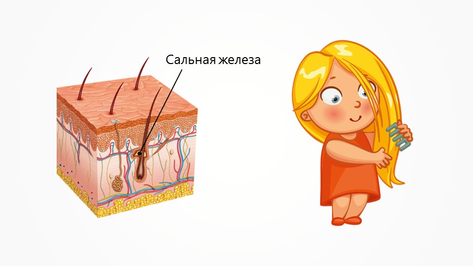 Сальные железы