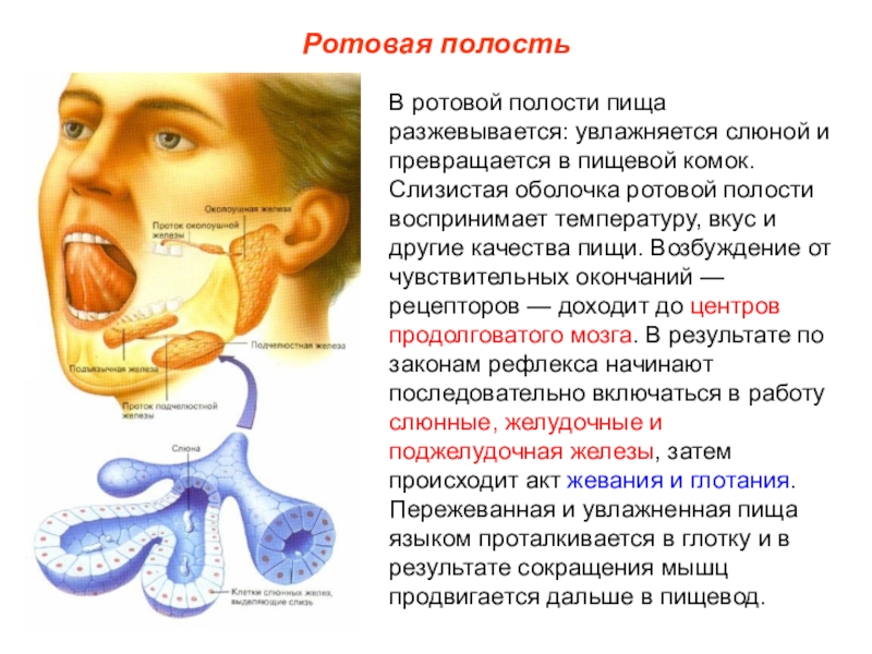 Ощущение как будто во рту волос но его нет что это