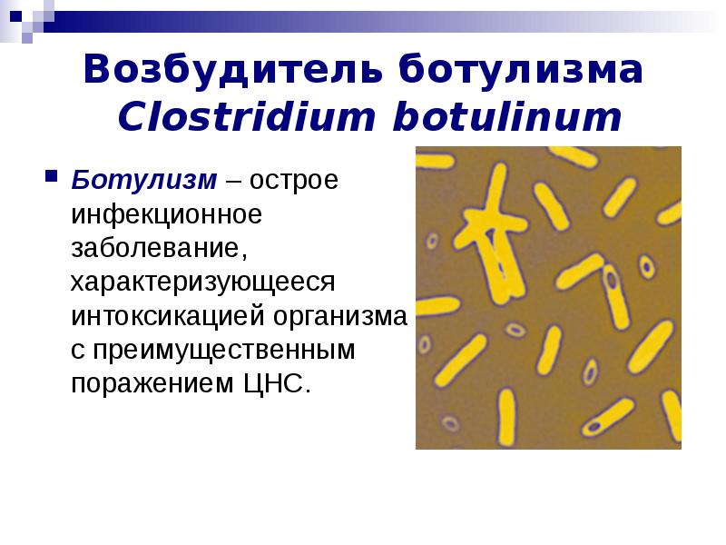 Бактериологи­ческое исследование кала