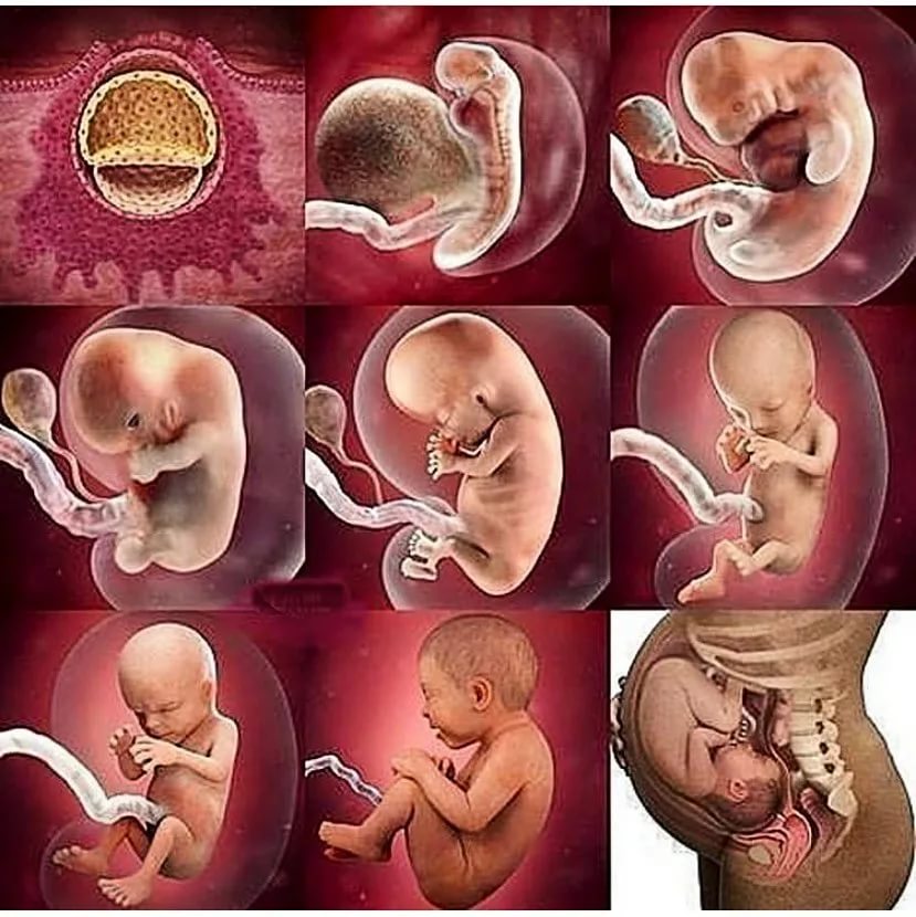 Четвертая неделя беременности от зачатия: признаки, ощущения, что происходит с ребенком, узи плода, что делать, если болит и тянет живот | nutrilak