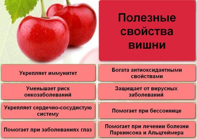 Вишня при беременности: польза и вред. какие витамины в вишне :: syl.ru