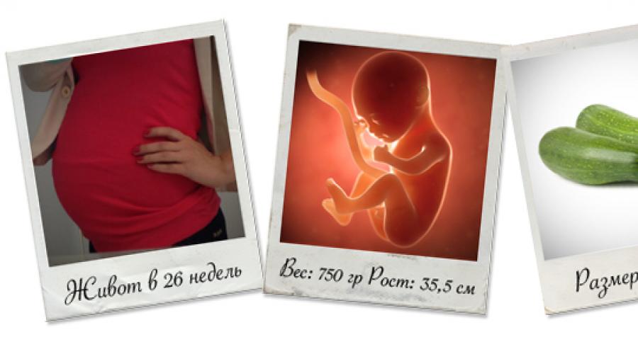 26 недель ощущения. Размер плода на 26 неделе беременности. Вес плода в 26 недель беременности. Размер малыша на 26 неделе беременности. Размер плода на 25-26 неделе беременности.