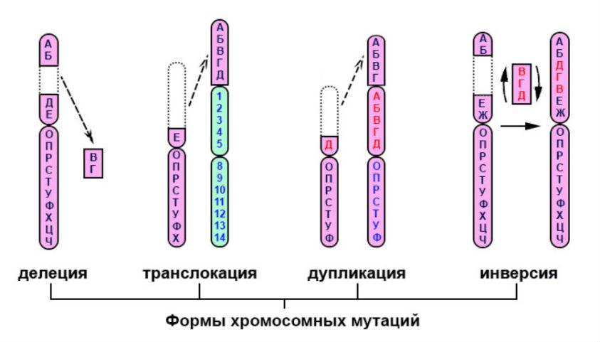 Изменения первой хромосомы. Хромосомные мутации схема. Делеция хромосом схема. Делеция Тип мутации. Схема хромосомные мутации делеция.