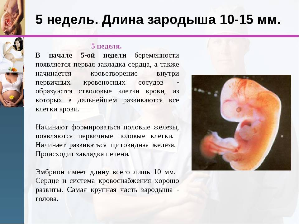 4 неделя беременности: симптомы, ощущения, самочувствие женщины, советы и специальное видео