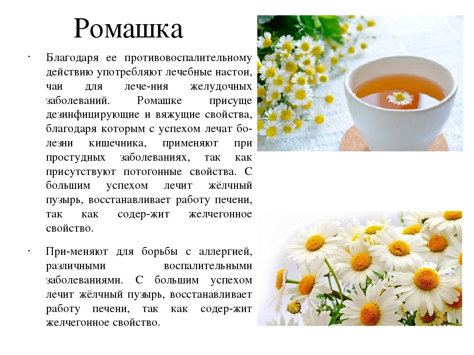 Ромашка при беременности