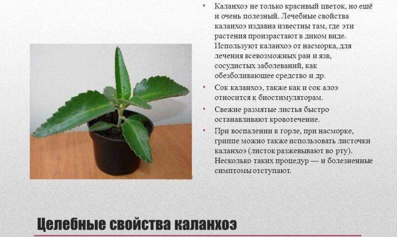 Аденоиды в носу у детей: симптомы и лечение аденоидов у ребенка, что делать при аденоме комплексное лечение без операции