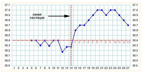Температура после овуляции 37. БТ второй фазы цикла беременности. График базальной температуры. График базальной температуры при овуляции и беременности. График БТ при беременности.