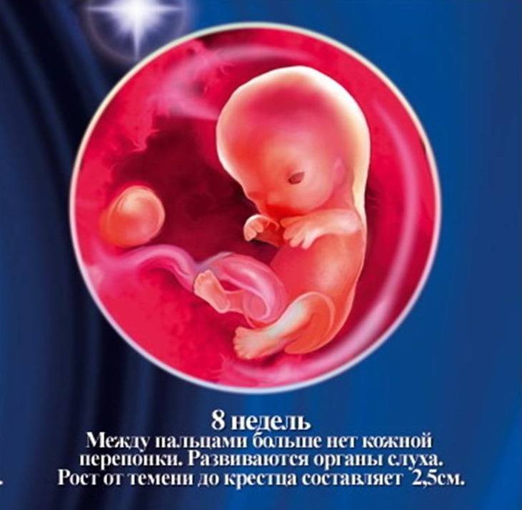 8 неделя беременности. календарь беременности   | материнство - беременность, роды, питание, воспитание