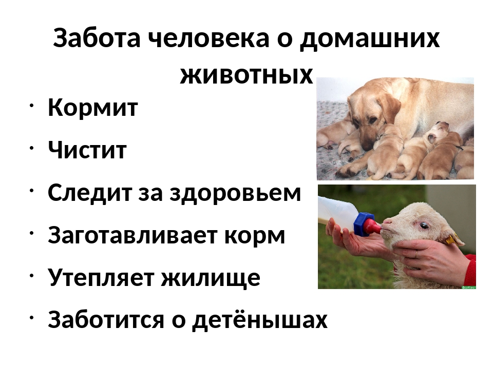 Топ-35 лучших пород собак для детей с фото | dogkind.ru