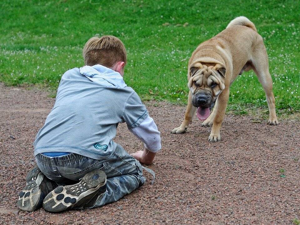 Что делать, если ребёнок боится собак?