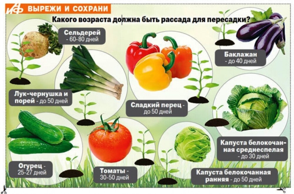 Прикорм в 8 месяцев, какие продукты вводить в прикорм ребенку с восьми месяцев - agulife.ru
