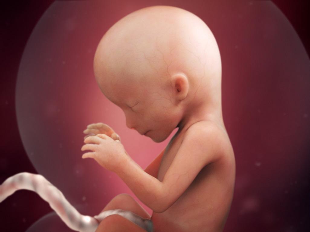 16 неделя беременности развитие и фото — евромедклиник 24