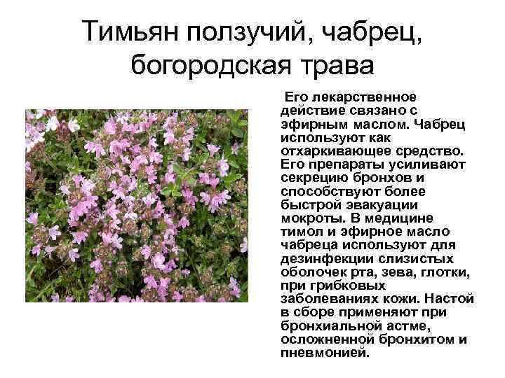 Редкий пульс — что может вызвать данный симптом