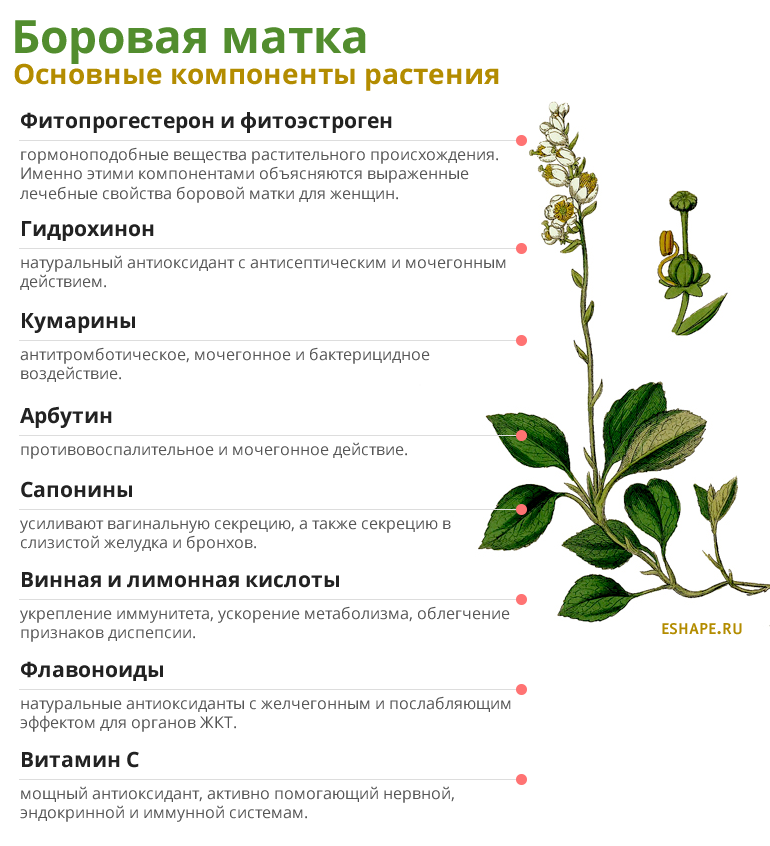 Лекарственные растения. Лечебные растения. Боровая матка. Лечебная трава Боровая матка.