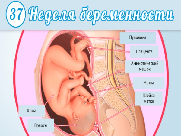 Боли перед родами | что делать, если болит тело перед родами? | лечение боли и симптомы болезни на eurolab