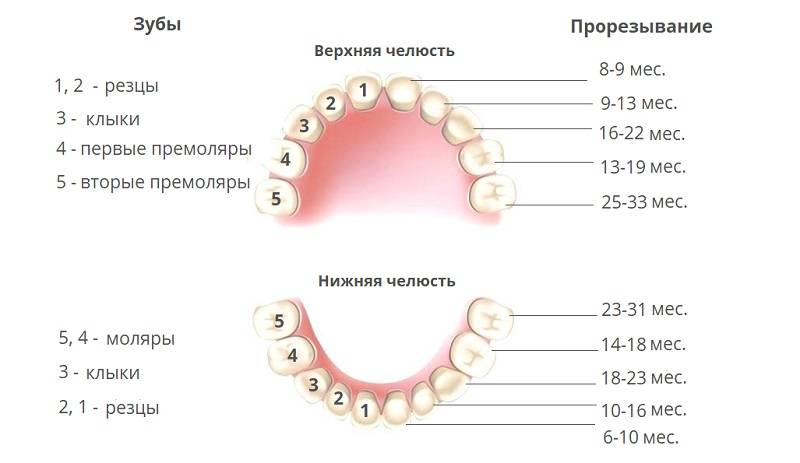 Прорезывание зубов у детей: симптомы и признаки, когда режутся первые зубки у грудничков и малышей