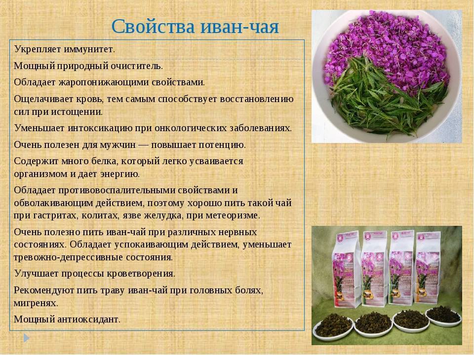 Иван-чай при грудном вскармливании - мамины новости