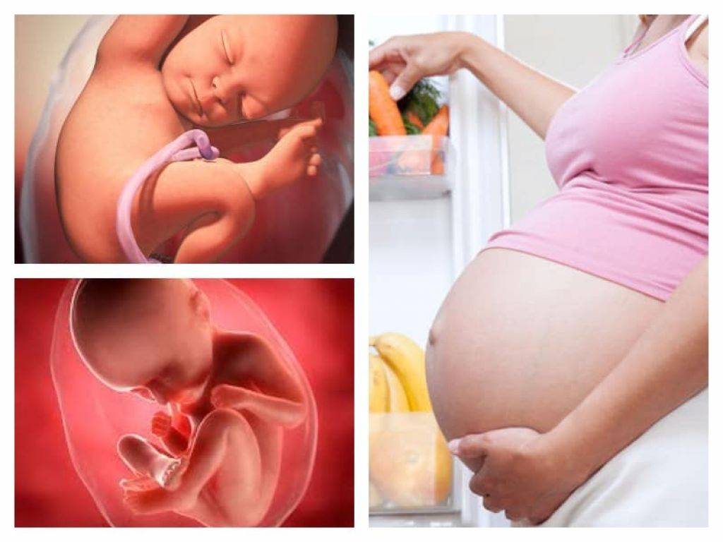 35 неделя беременности развитие и фото — евромедклиник 24