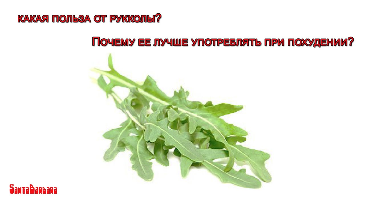 Руккола