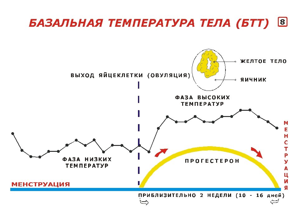 Что такое базальная (ректальная) температура? измерение ректальной температуры