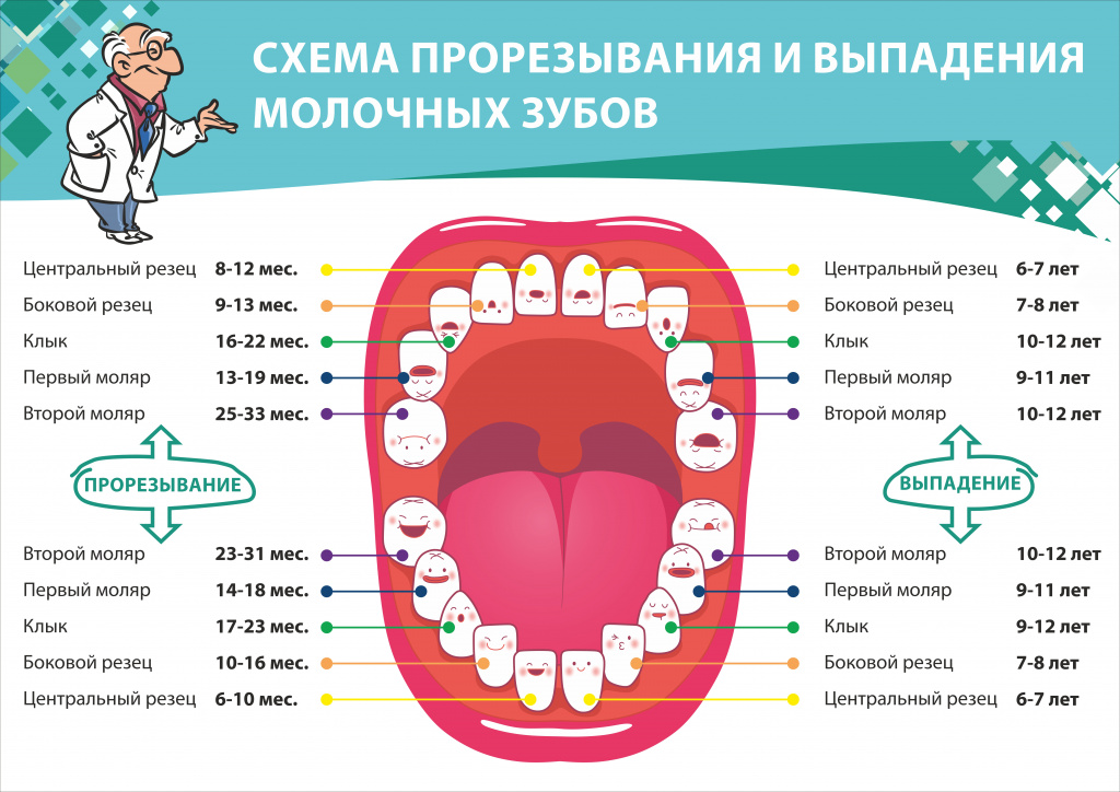 Порядок выпадения молочных зубов