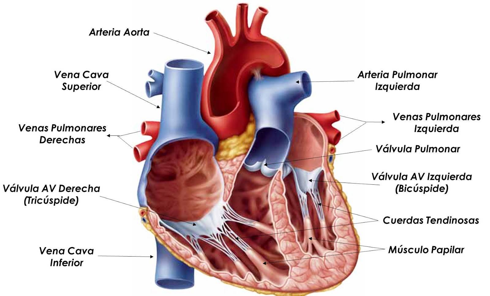 Наличие хорды у человека. Сердце анатомия. Дополнительная хорда в сердце. Дополнительная корда в сердце.