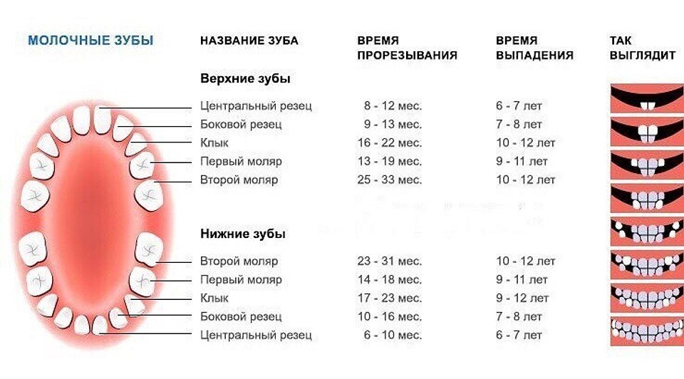 Коренные (постоянные) зубы у детей
