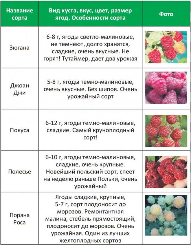 Сладкая и сочная! какие ягоды полезны для детей и когда их можно давать ребенку? - центр охраны материнства и детства г.магнитогорск