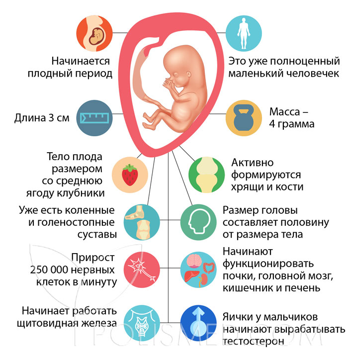 10 неделя беременности. календарь беременности   | материнство - беременность, роды, питание, воспитание