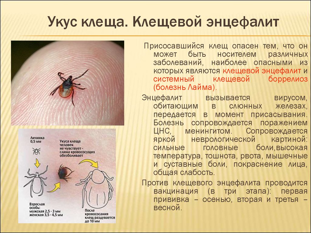 Антибиотики во время беременности