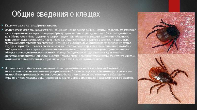 Чесотка: симптомы и лечение, как выглядит (фото) – эл клиника