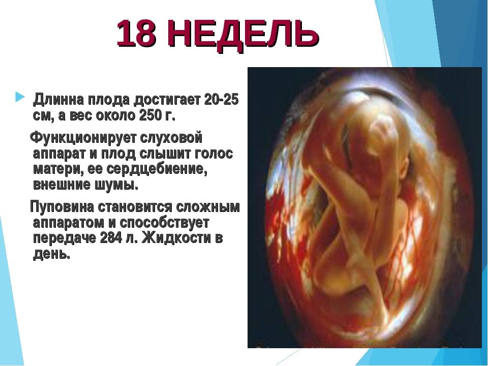 17 неделя беременности развитие и фото — евромедклиник 24