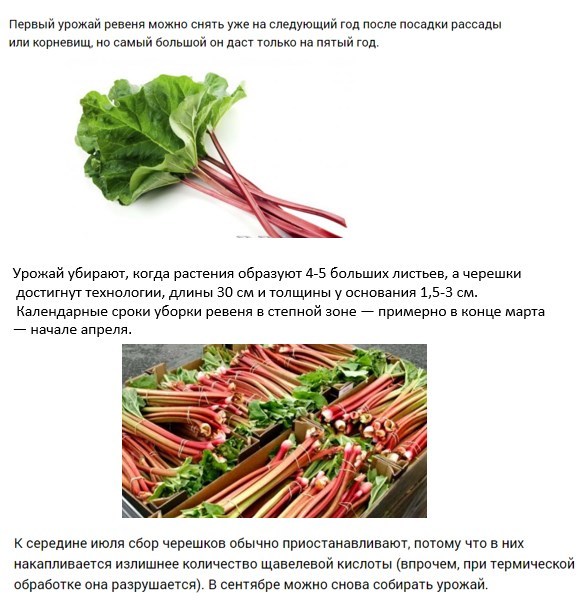 Продукты, вызывающие изжогу и диета для ее профилактики