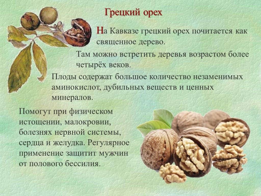Орехи детям: какие и со скольки можно давать орехи, нормы в день по возрасту - орех эксперт
