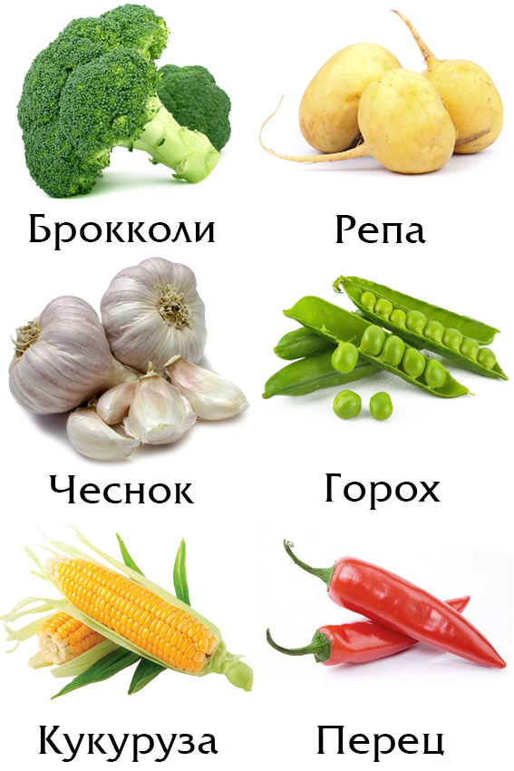 Овощи картинки для детей, карточки домана скачатьamelica