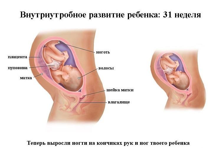 Особенности 31 недели беременности