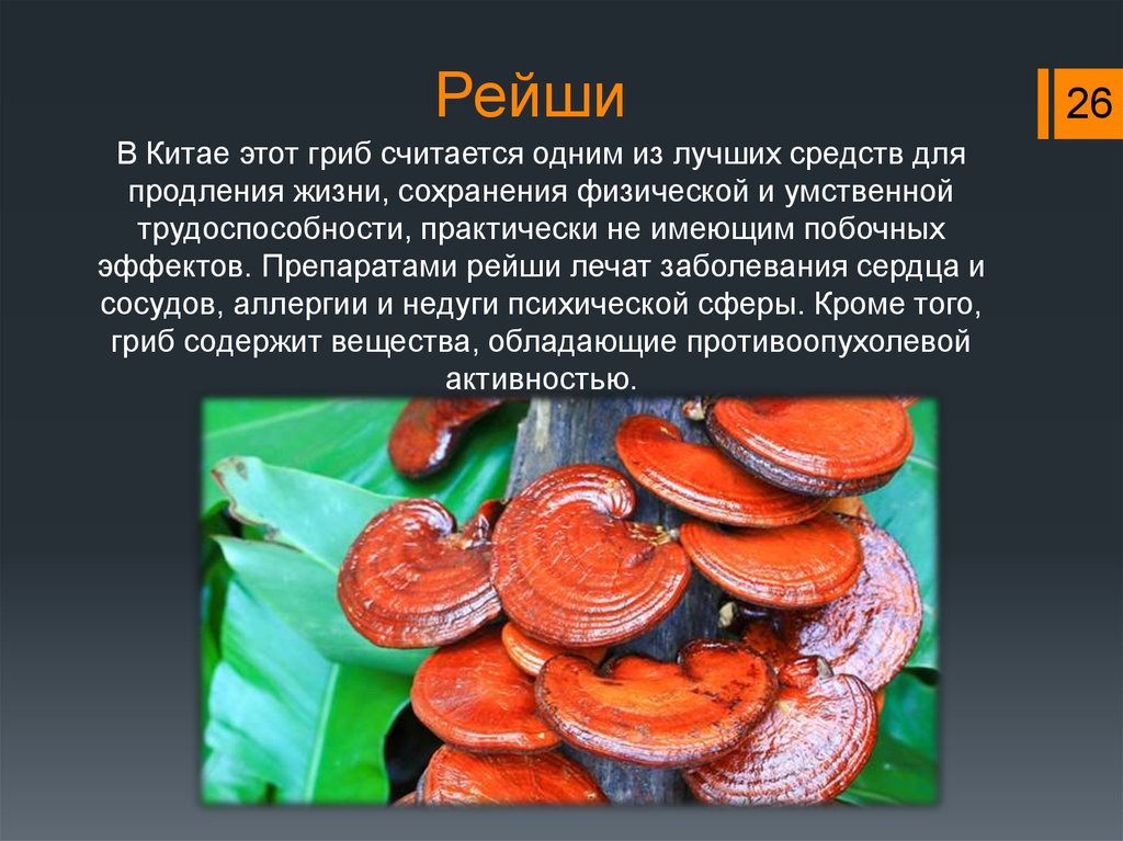 Рейши - лечебные свойства и фото гриба, описание, противопоказания | трутовик лакированный