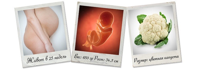 25 неделя беременности - фото животов, развитие плода, питание, анализы и узи, нормы веса