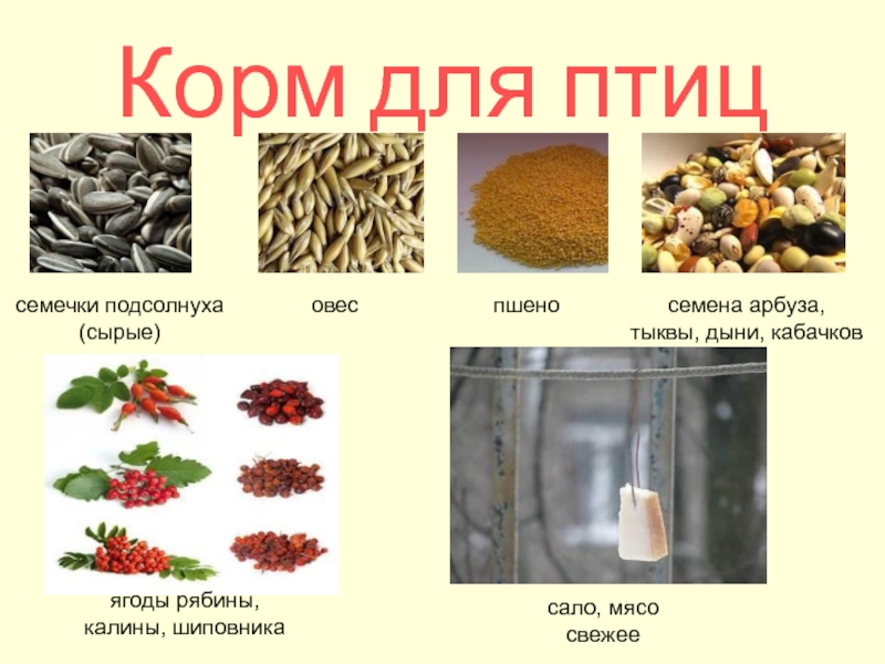 Можно ли детям семечки: с какого возраста, тыквенные или подсолнечные