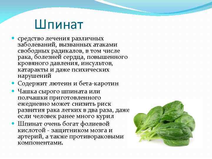 Шпинат: 29 полезных свойств, польза и вред шпината для здоровья женщины и мужчины