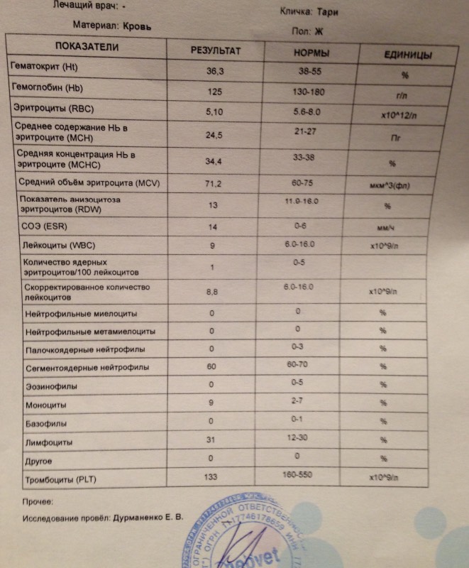 Повышен гемоглобин и гематокрит. ESR В анализе крови норма. Гематокрит анализ. Гематокрит в анализе крови. Показатель гемоглобина в анализах.