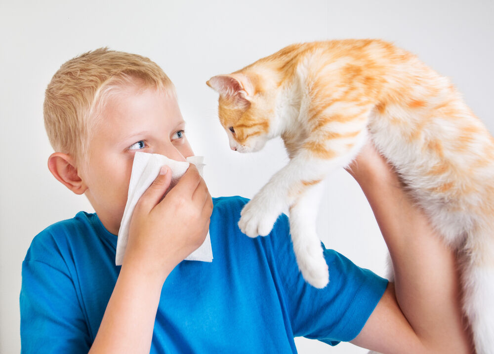 Аллергия на кошек:  симптомы и лечение детей и взрослых