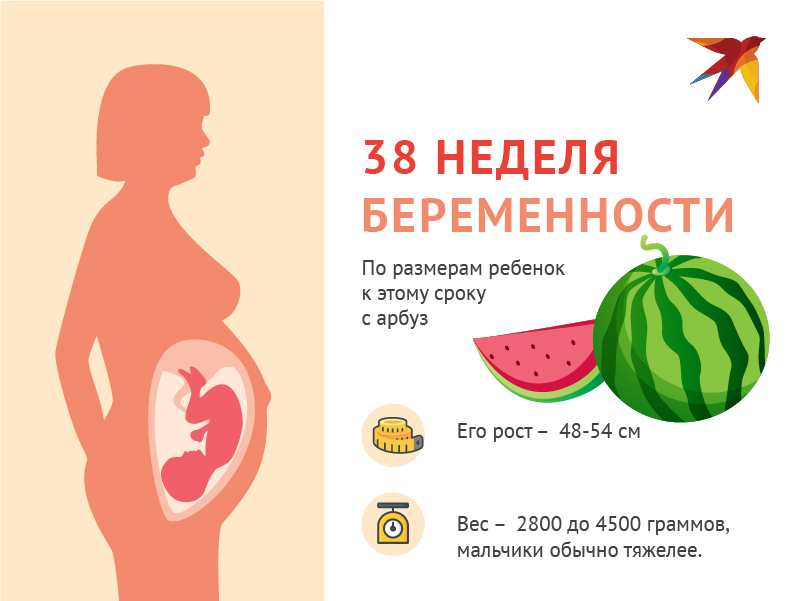38 неделя беременности: что происходит с малышом и мамой, развитие плода, предвестники родов, что чувствует женщина