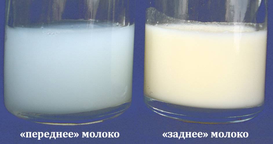Методы определения жира в молоке и молочных продуктах и необходимое оборудование лабораторное оборудование для мясо-молочной промышленности