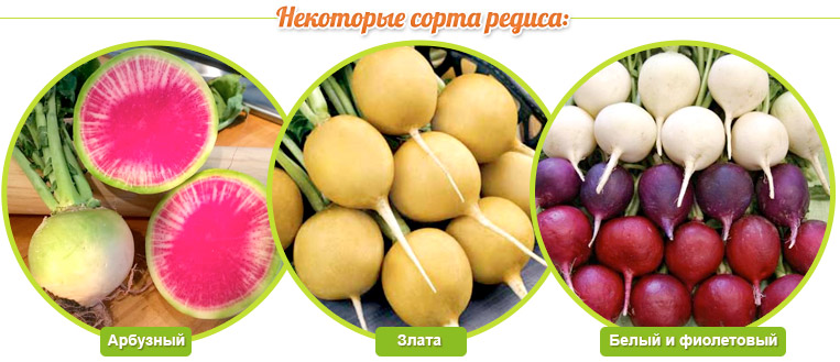 Редиска при беременности
