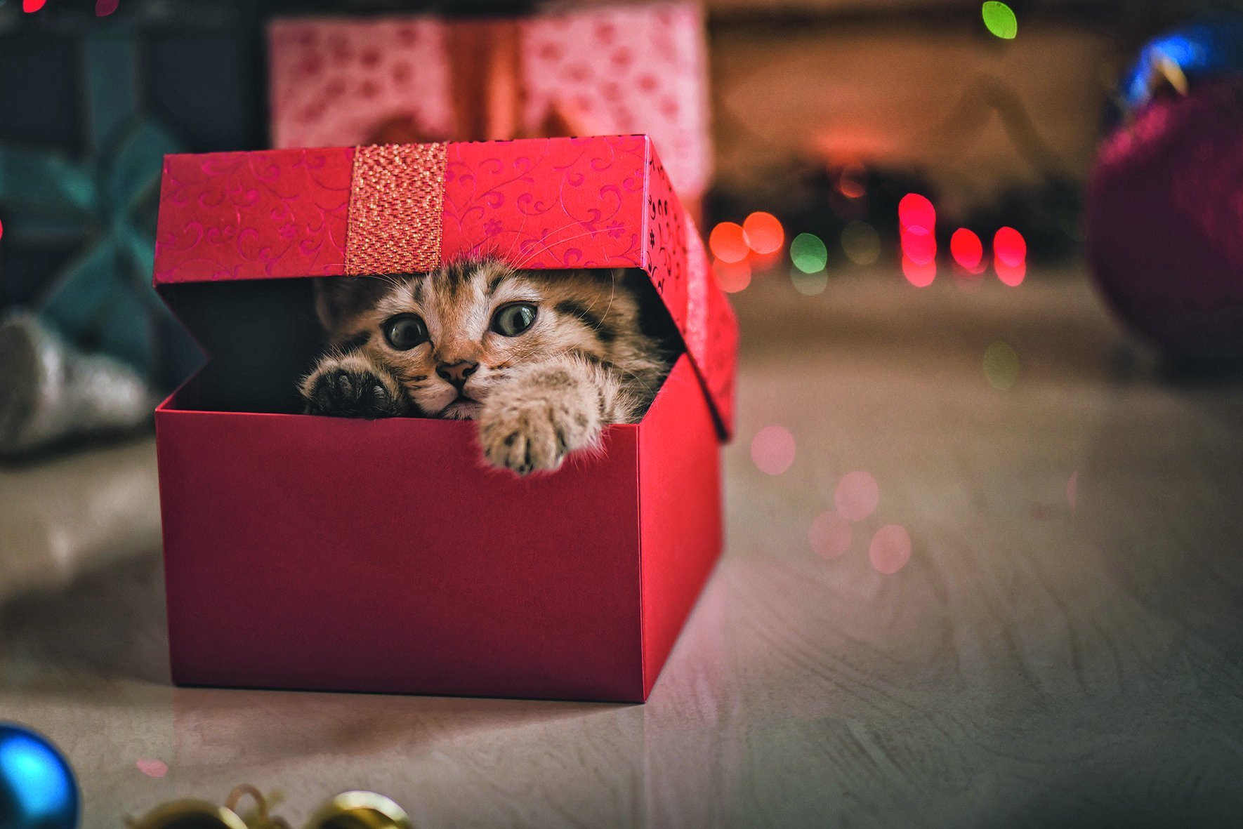 Что подарить коту на новый год: 11 идей
