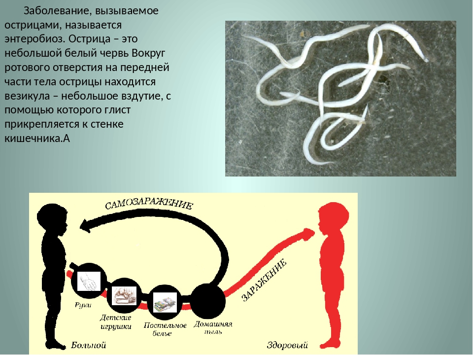 Энтеробиоз у детей. Острица вызывает заболевание. Острицы возбудитель энтеробиоза у детей. Энтеробиоз это заболевание.