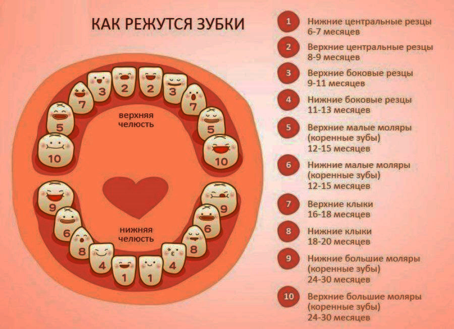 Когда появляются постоянные зубы у детей схема